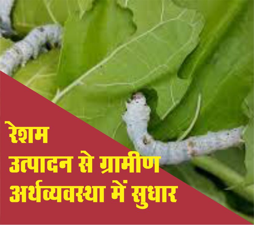 रेशम उत्पादन से ग्रामीण अर्थव्यवस्था में सुधार - CG Krishi Vaniki